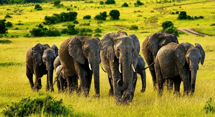 Kenya safari wildlife in their natural habitat, a highlight for Kenya eTA visa holders